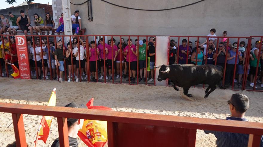 GALERÍA | Moraleja vibra con dos toros de cajón