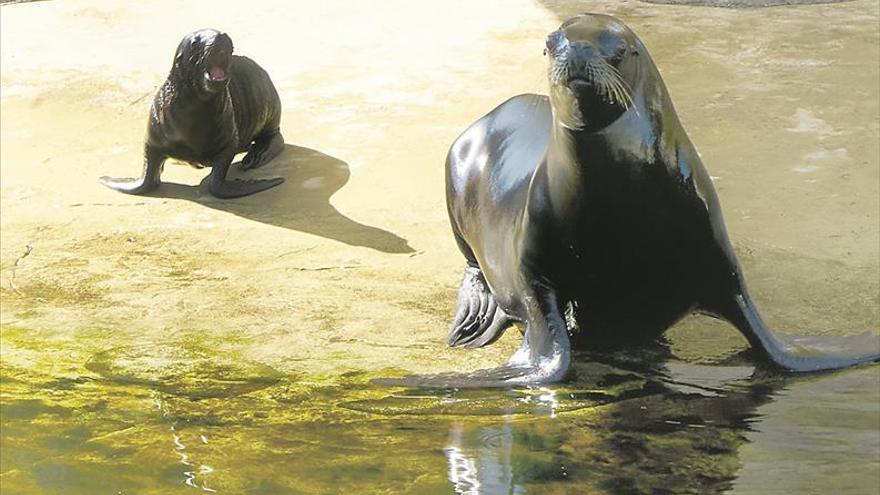 El Oceanogràfic de València presenta a ‘Aslan’, su león marino recién nacido