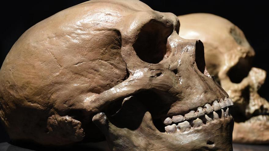 Los bebés neandertales eran destetados a los seis meses