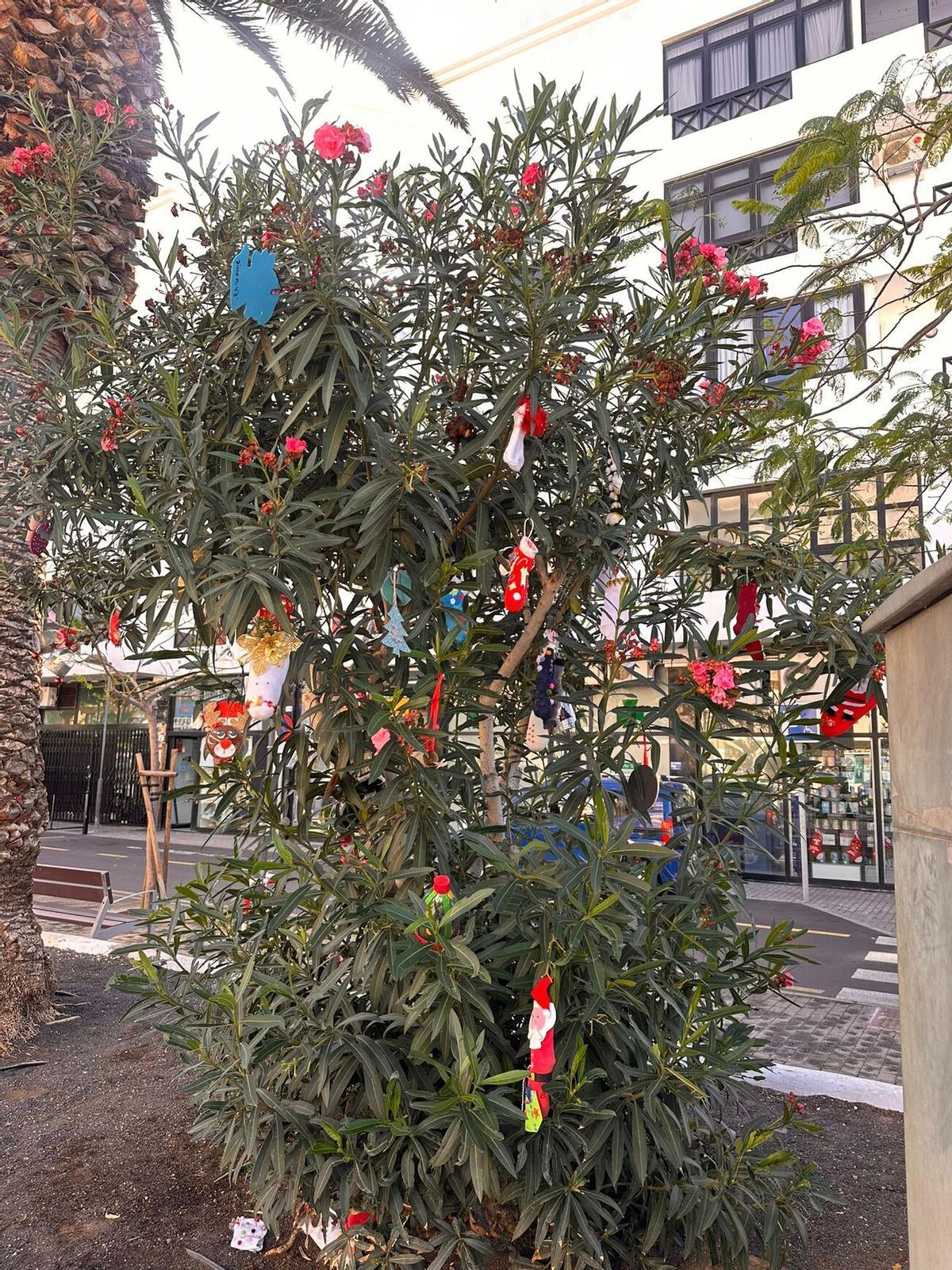 Escolares de Arrecife decoran los árboles de sus barrios Escolares de Arrecife decoran los árboles de sus barrios