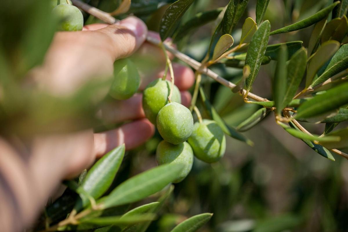 Aceitunas en una rama de olivo