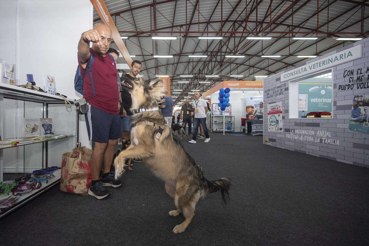 Animundo abre sus puertas en busca de adopciones para toda la vida Animundo abre sus puertas en busca de adopciones para toda la vida