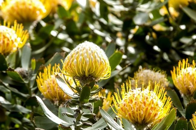 Plantación de proteas