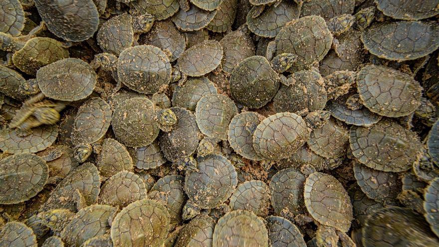 Siete millones de tortugas nacen en la Amazonía tras el mayor desove del mundo