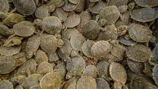 Siete millones de tortugas nacen en la Amazonía tras el mayor desove del mundo