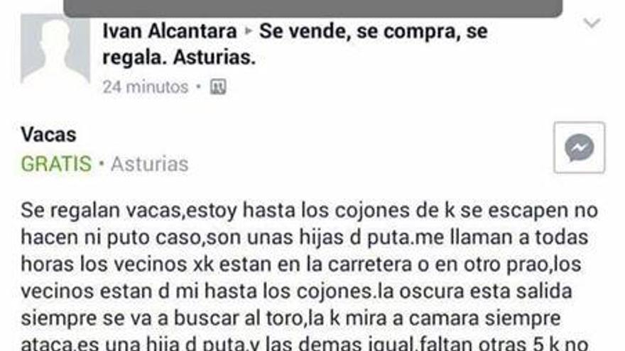 El anuncio de las vacas que se regalan en Asturias que se ha hecho viral en redes sociales