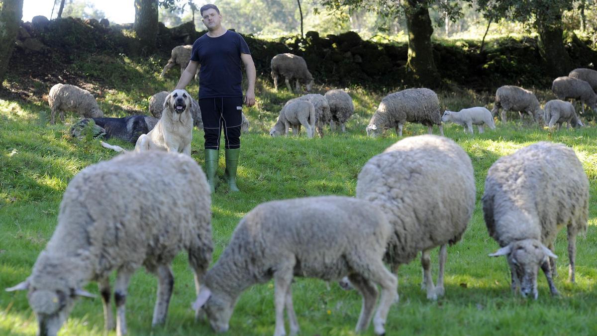 Roberto Picadero cuenta con perros de guardia para su explotación ovina de Cuiña, en Quireza.