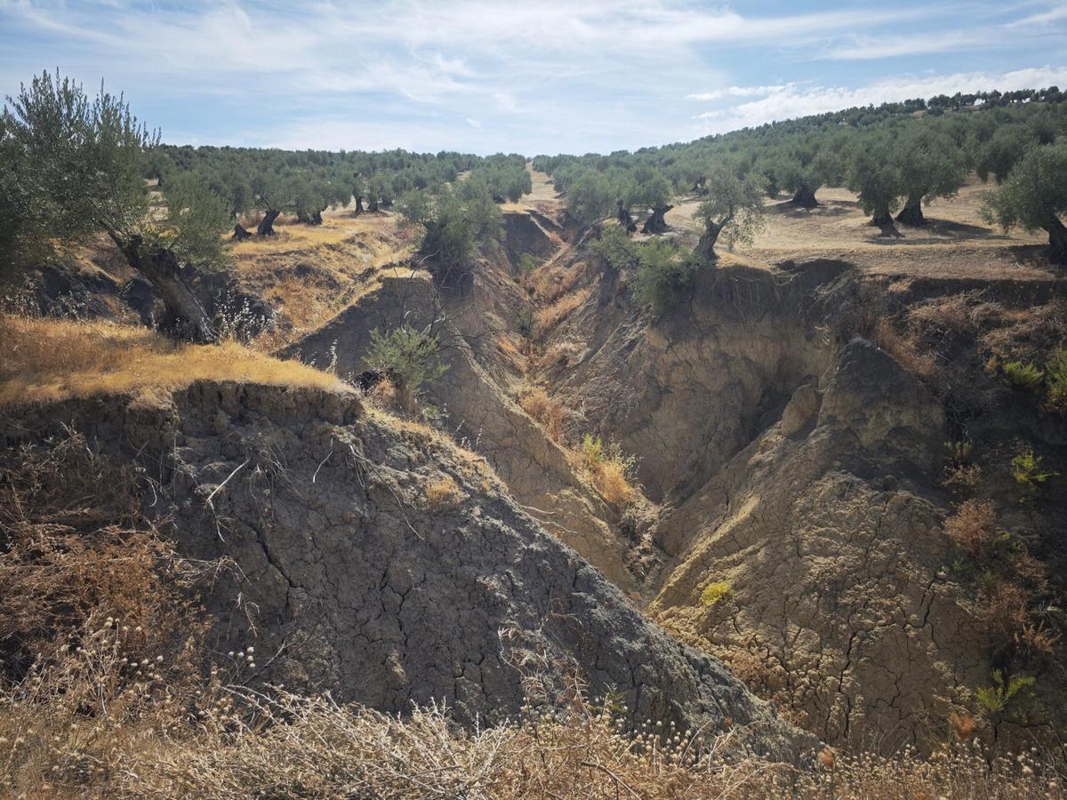 Las cárcavas son incisiones profundas en el terreno causadas por lluvias torrenciales