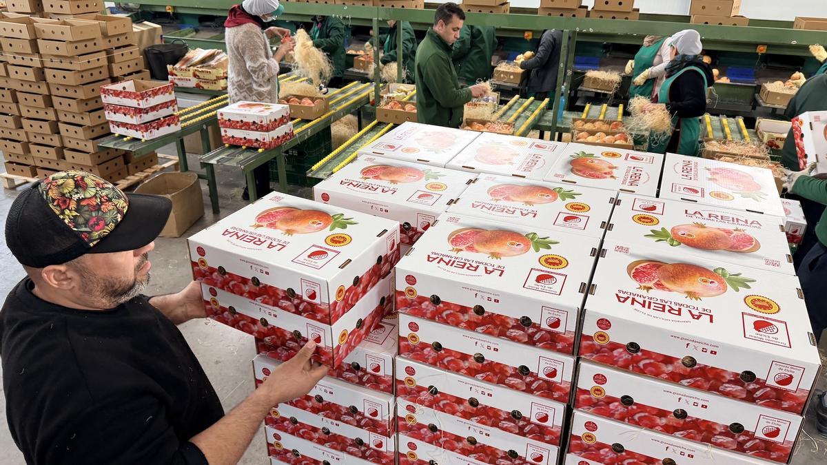 El Consejo Regulador de la Denominación de Origen Protegida de la Granada Mollar de Elche envía 200 cajas de la fruta a valencianos que viven fuera