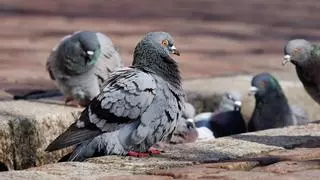 Recurren a aves rapaces para frenar la invasión de palomas en un municipio de Castellón