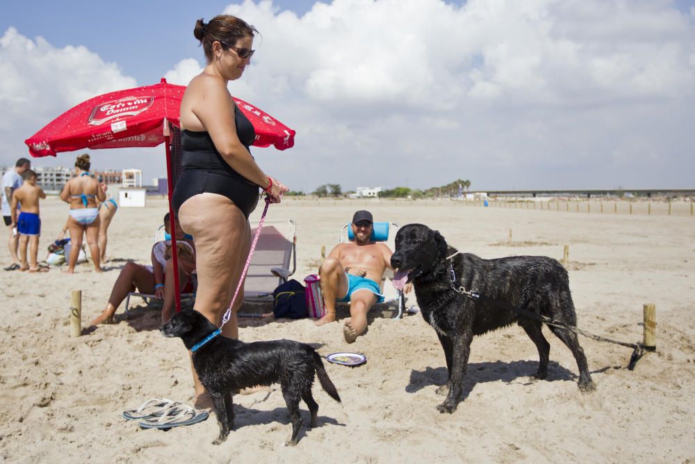 La playa para perros de Pinedo, a reventar