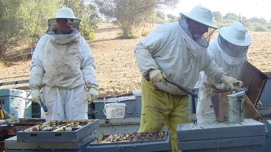 Convocadas las ayudas para la mejora de la apicultura