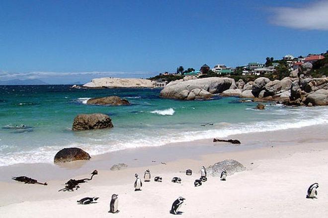 Colonia de pingüinos en la playa de Boulders, en Ciudad del Cabo.