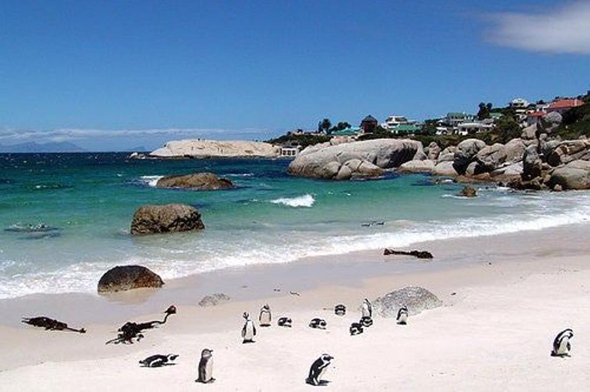 Colonia de pingüinos en la playa de Boulders, en Ciudad del Cabo.