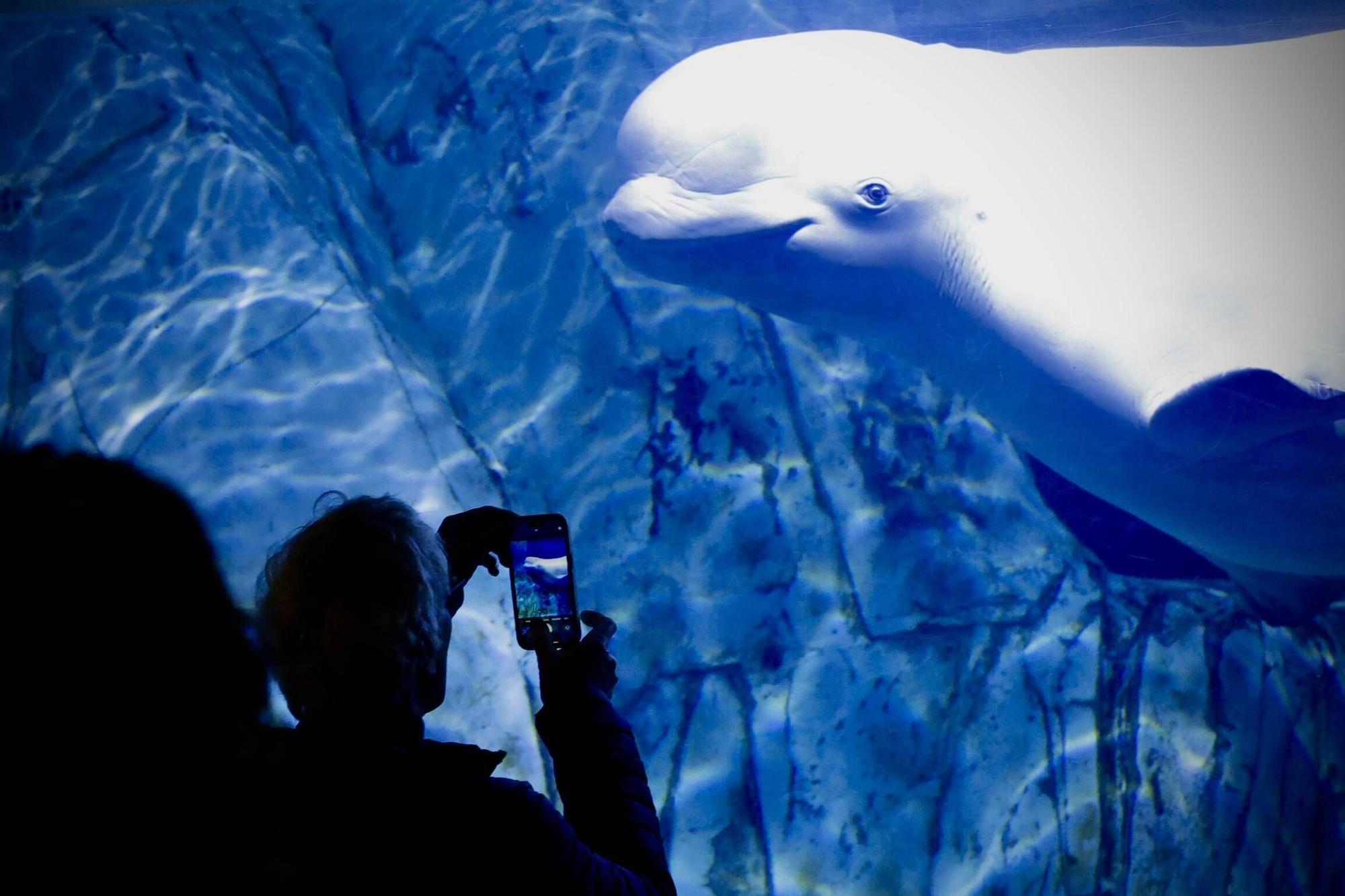 Las cuatro belugas del Oceanogràfic ya nadan juntas en València