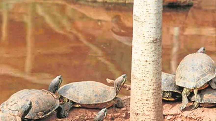 El Desert promueve rescatar las tortugas del centro la Bartola