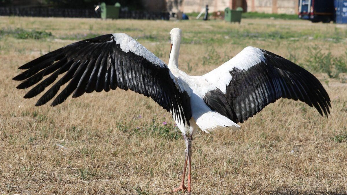 La Huerta del Obispo de Alcalá acoge un año más la tradicional suelta de cigüeñas