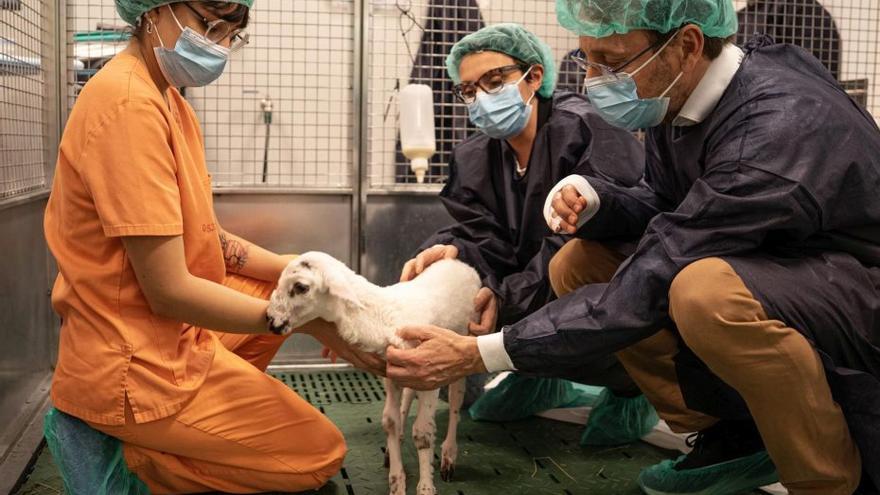 Científics de BCN crien una ovella prematura en placenta artificial