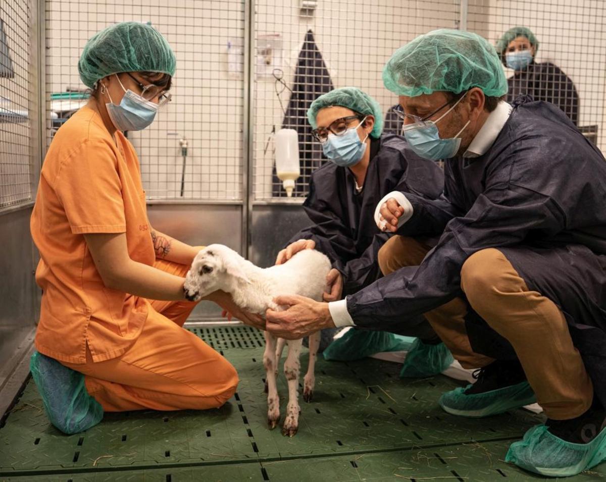 Científics de BCN crien una ovella prematura en placenta artificial