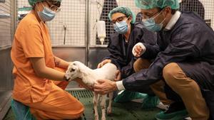 Científics de BCN crien una ovella prematura en placenta artificial