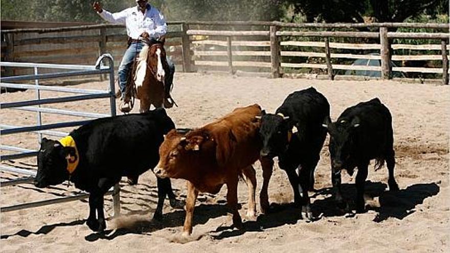 una vaca ha d&#039;entrar al corral El cavall ha de perdre la por a la vaca. Juan Araquistain munta el seu cavall per dirigir les vaques.Els cavalls han d&#039;alimentar-se per recuperar-se de l&#039;esforç físic que suposa el curs.Quan la vaca entra al corral i tot està en ordre, el genet ha d&#039;aixecar el braç.