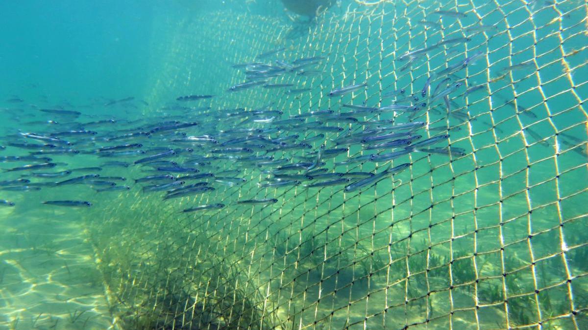 Piden la retirada de las redes antimedusas del Mar Menor