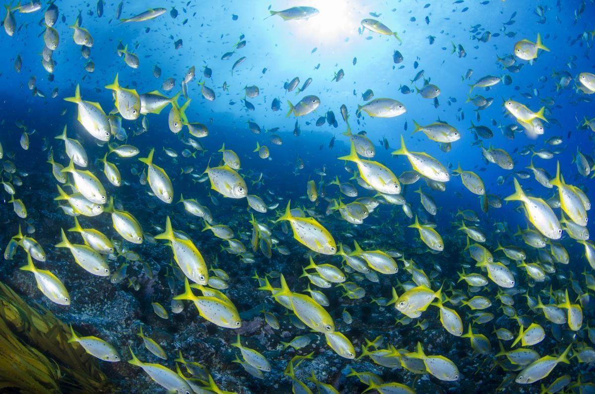 ¿Cuál fue el origen de la actual biodiversidad en la Tierra?