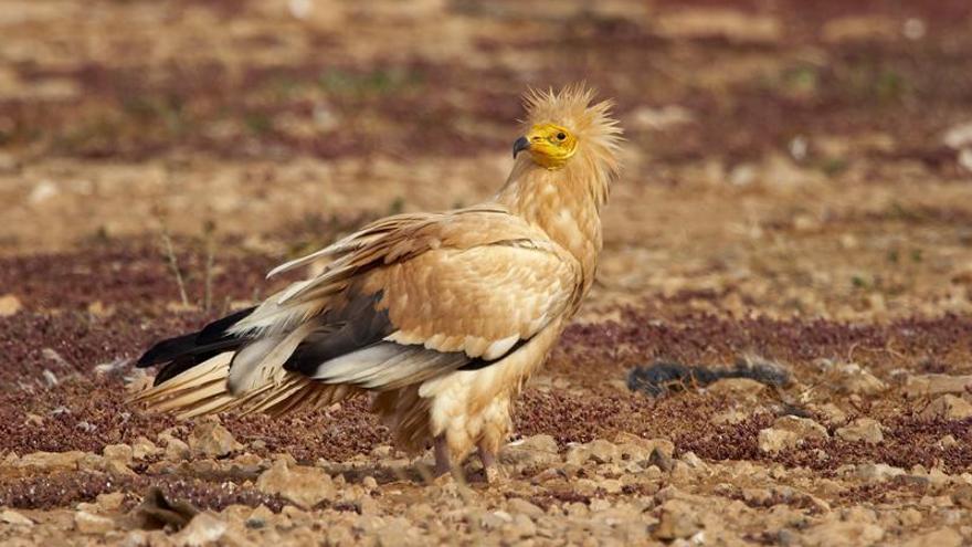 De izquierda a derecha, corredor saharino, hubara canaria y guirre, especies que habitan en Fuerteventura en distintos hábitats . | | CONSEJERÍA INSULAR DE SOSTENIBILIDAD MEDIOAMBIENTAL