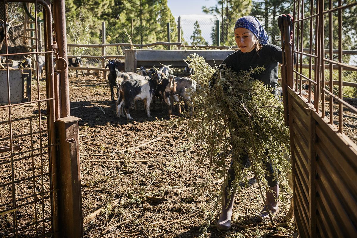 Jenifer Santos da de comer a las cabras con el forraje que ella misma recoge