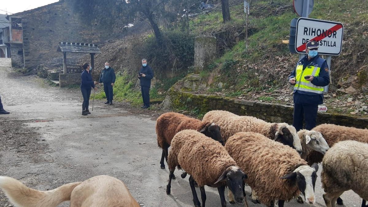 Un rebaño de ovejas atraviesa el paso fronterizo de Rihonor una vez retirado el muro de hormigón