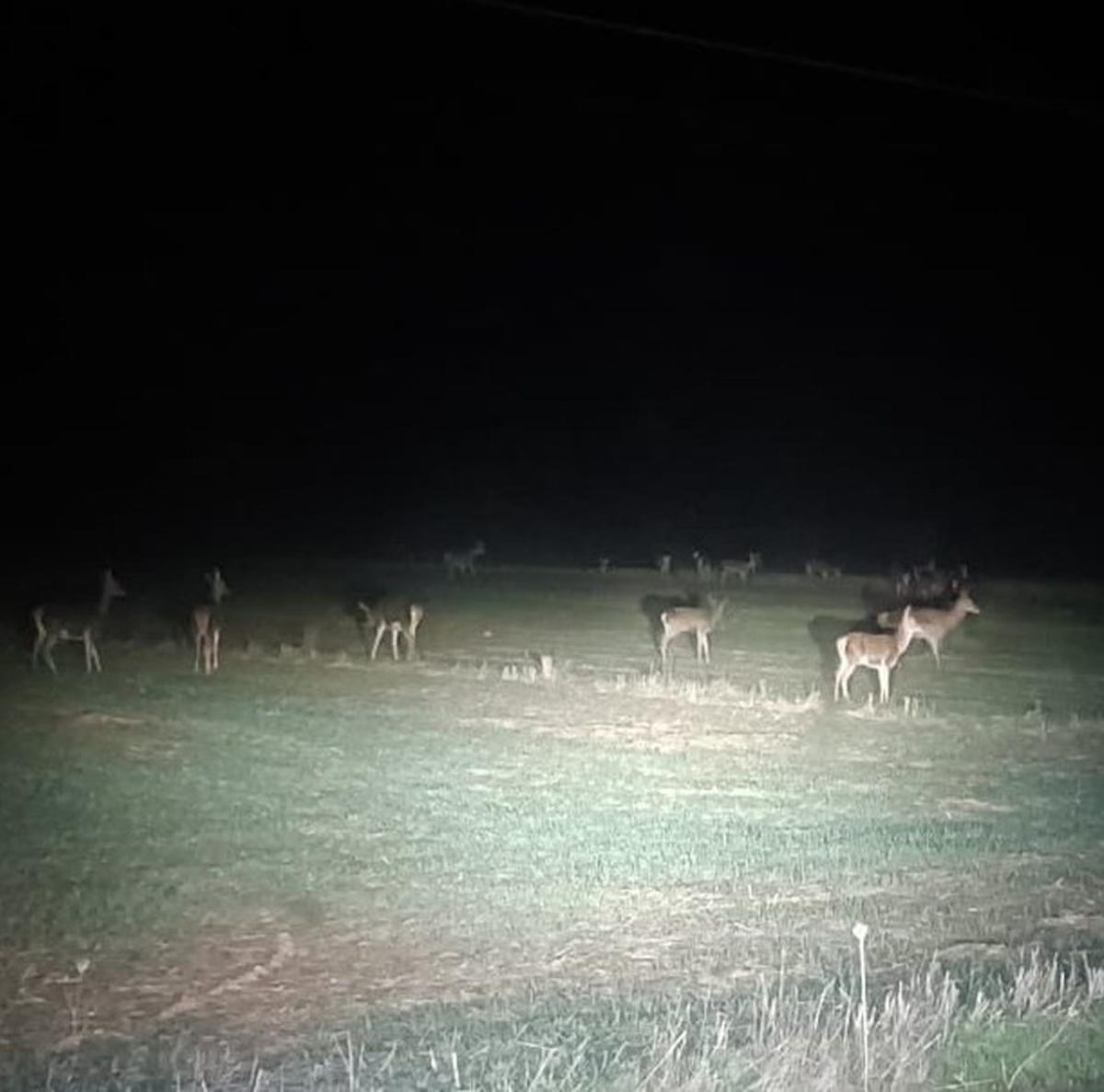 Varios ciervos sorprendidos de noche comiendo en una tierra. | CEDIDA