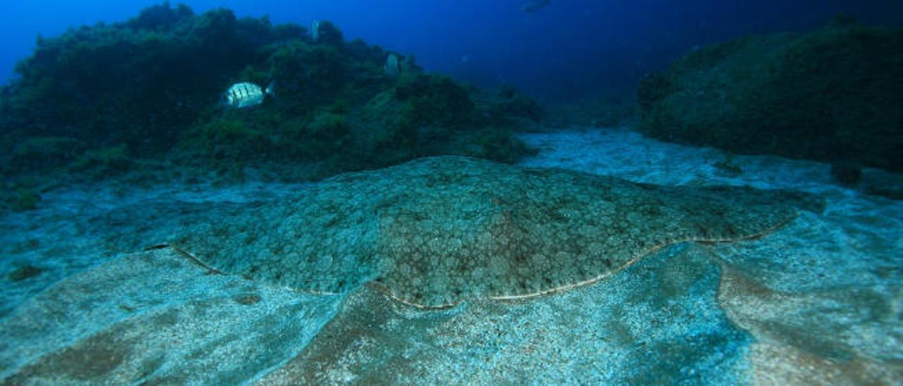 Una especie de mantelina