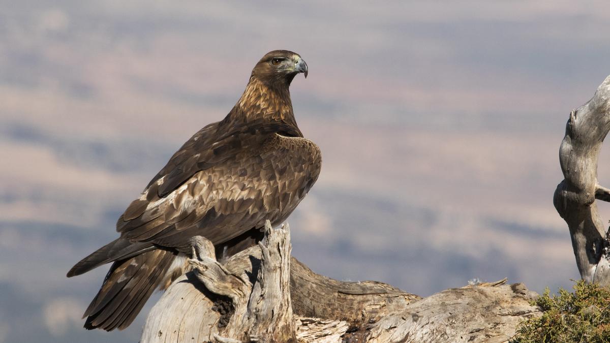 Un ejemplar de Águila Real en Sierra Espuña.