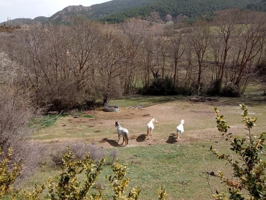 Cavalls blancs pasturant a Das (Cerdanya).