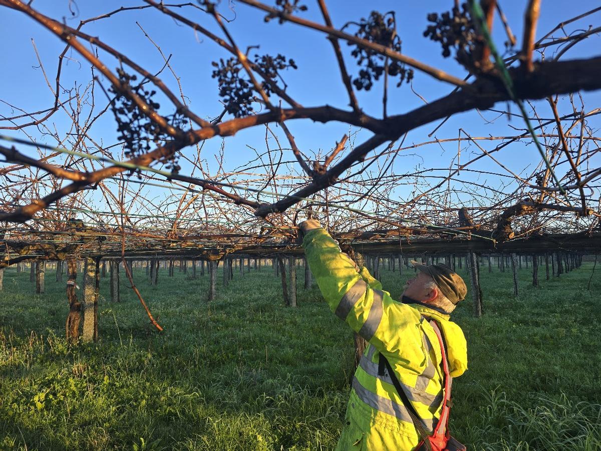 Manuel Oubiña podando sus viñedos en una parcela próxima al río Umia, a las nueve de la mañana de ayer y con 2 grados de temperatura.