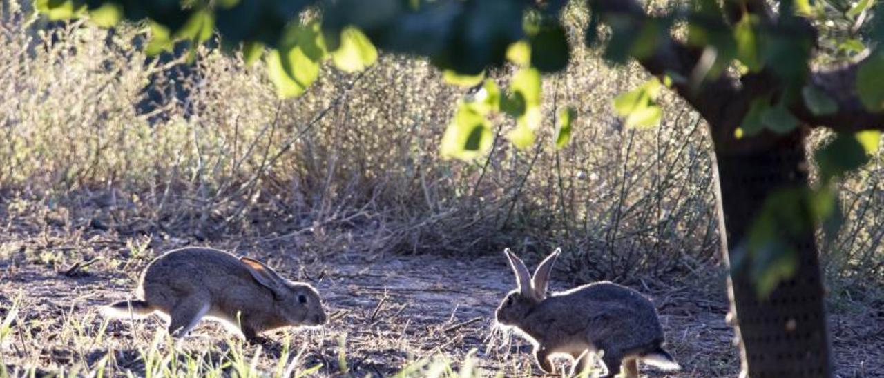 Dos conejos en un campo de frutales del Carraixet. | PERALES IBORRA