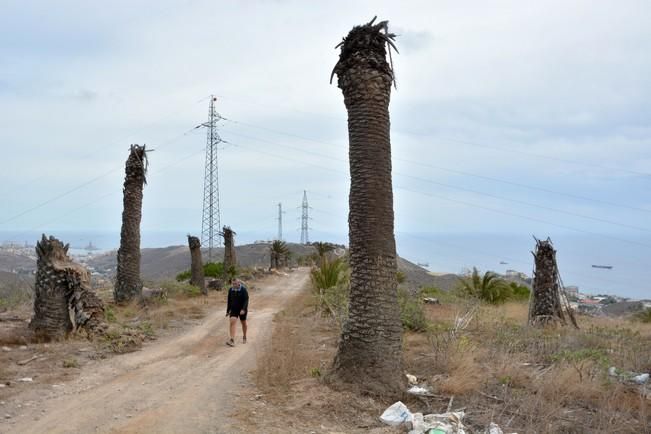 PALMERAL ENFERMO EN EL LAZO Y EL FONDILLO