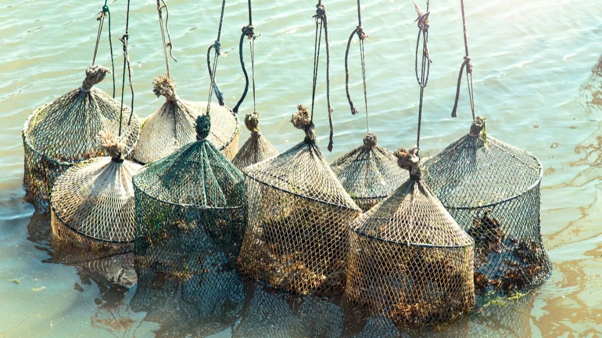 Pesca de almejas en el mar con redes.