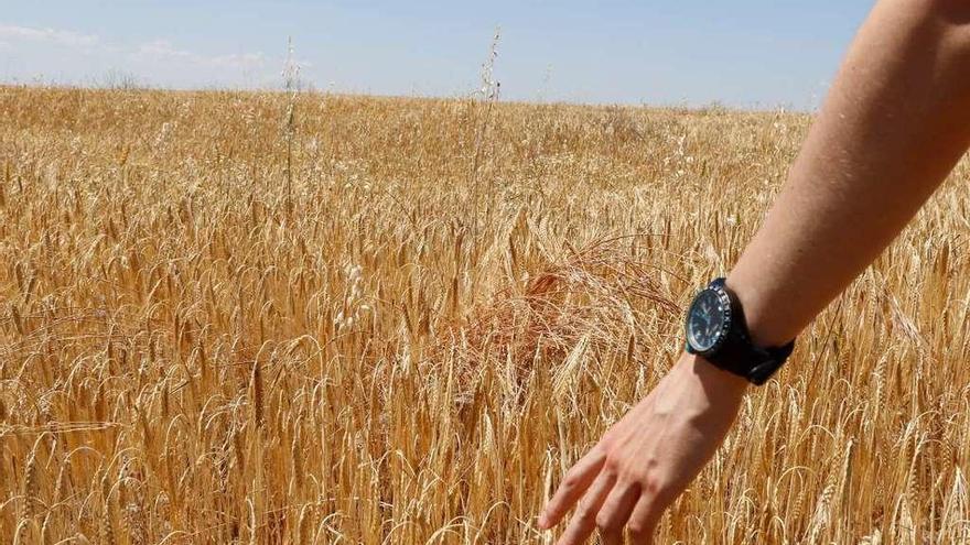 Cultivo de cereales en la provincia de Zamora. El uso de herbicidas es habitual en la producción cerealista.