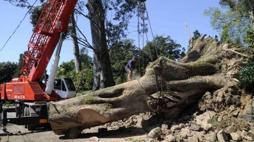 Una grúa de grandes dimensiones retiró del vial el árbol que se desplomó el martes en Rubiáns.  // N. Parga
