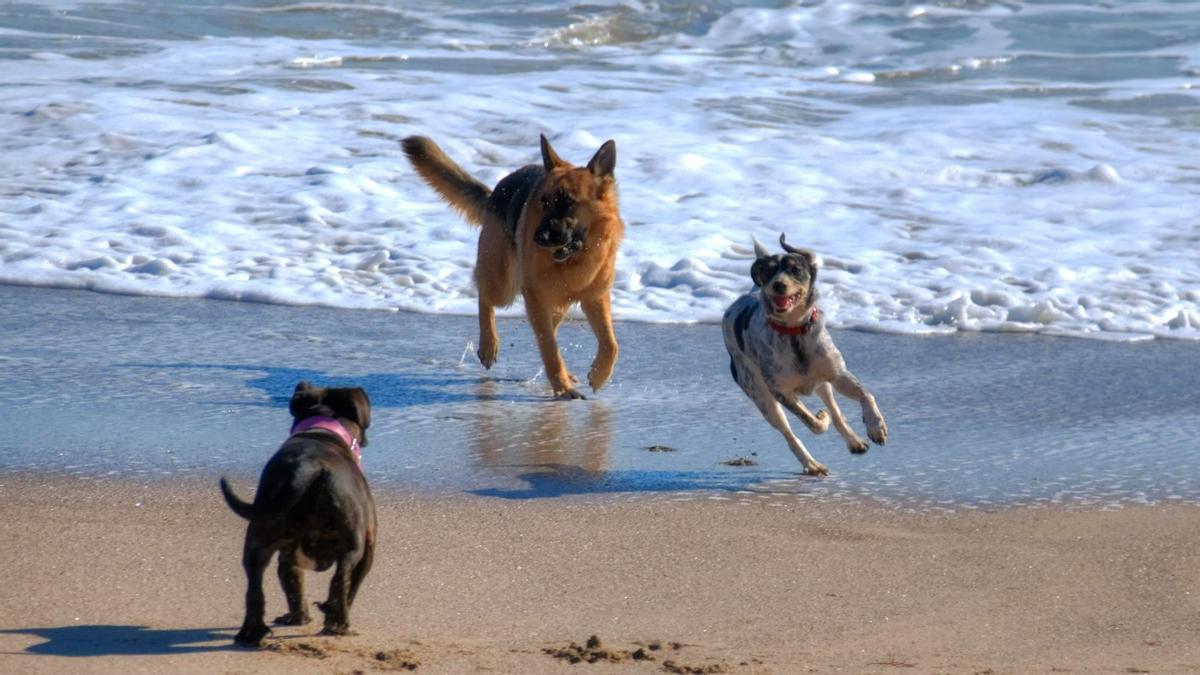 Unos perros corretean por la playa