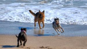 extra/Perros playa.jpg