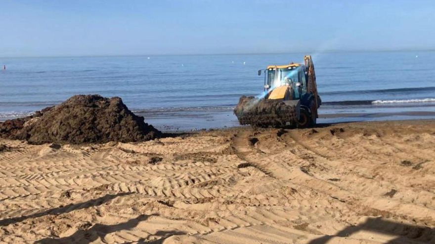 Diez años de lucha contra el alga asiática, auténtica pesadilla en la Costa del Sol