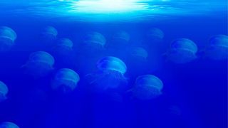 La sombra de la minería submarina se cierne sobre el futuro de los océanos
