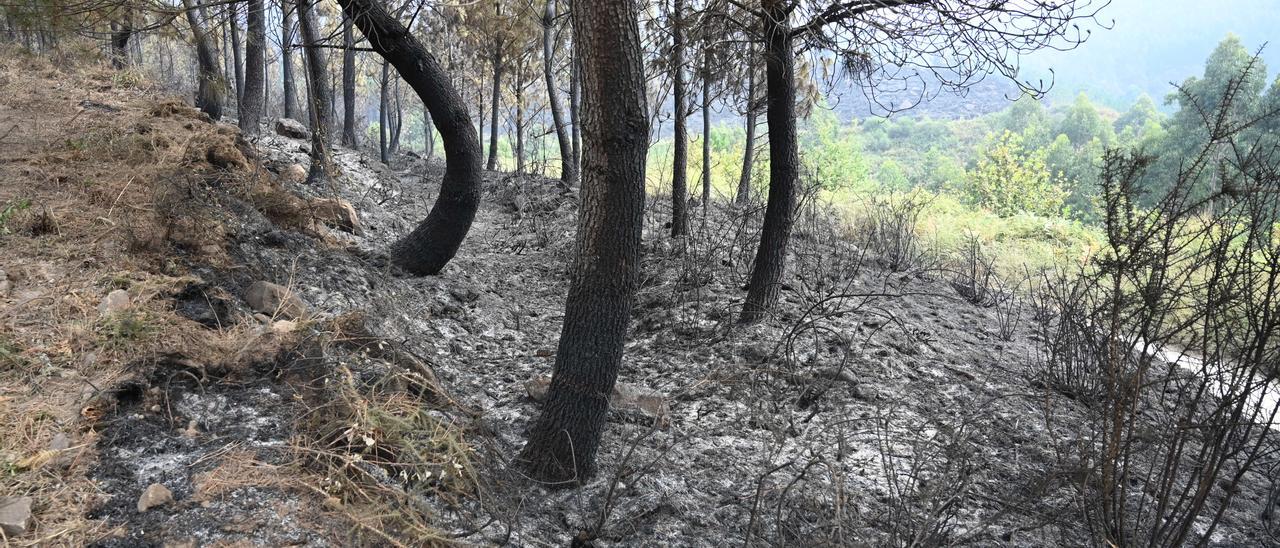 Terreno calcinado un día después del incendio en el monte de A Fracha.