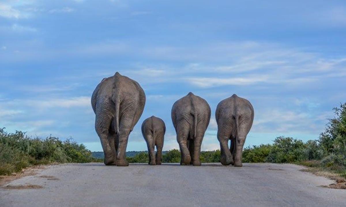 Parque nacional de los elefantes de Addo