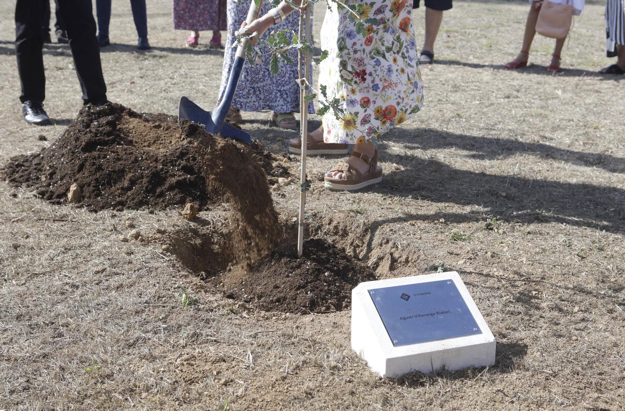 La UIB planta un árbol en memoria de Agustí Villaronga