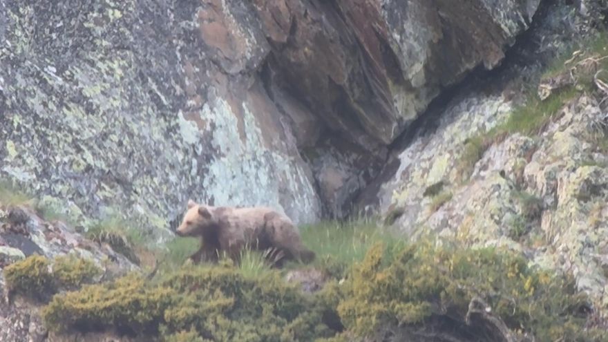 Los avistamientos de osos se consolidan en los Pirineos: "Los datos demuestran que la convivencia es posible"