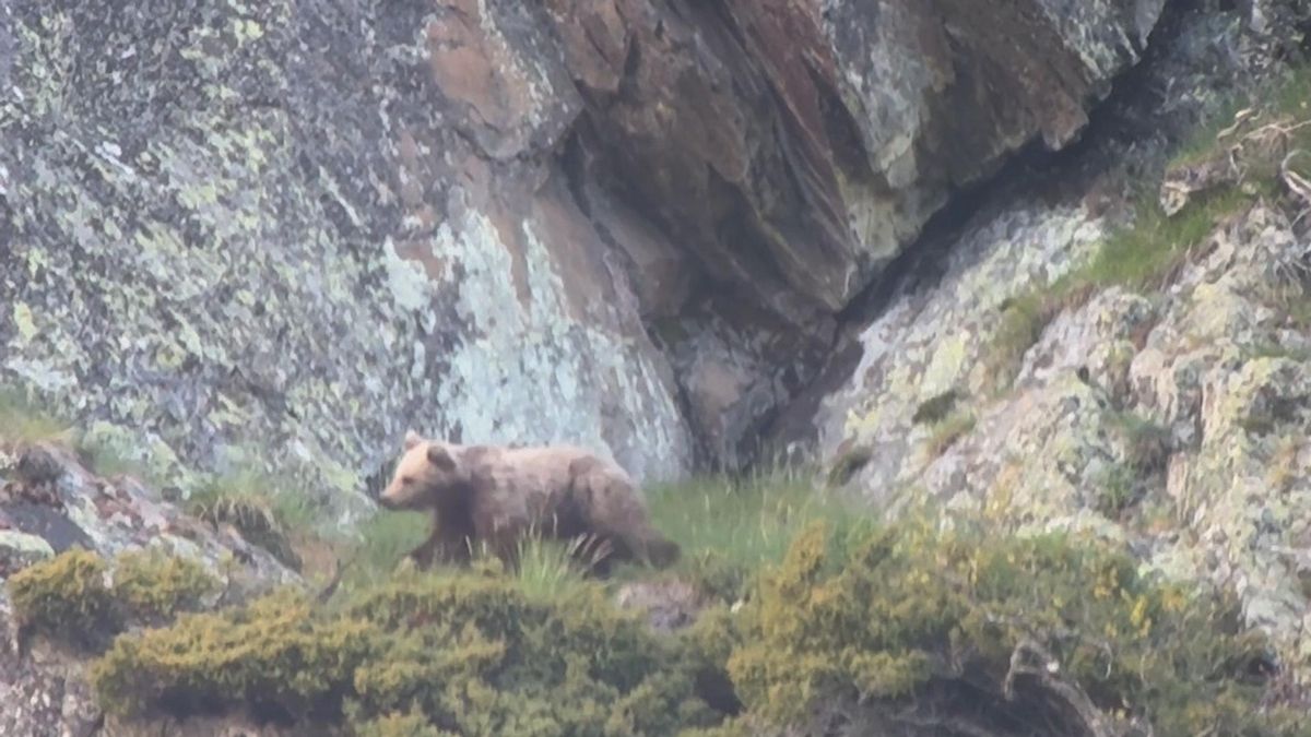 Osos avistados este año en el Val d'Aran
