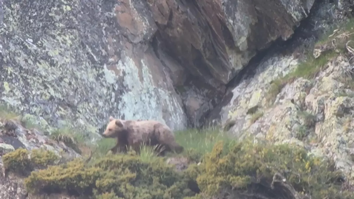 Los avistamientos de osos se consolidan en los Pirineos: "Los datos demuestran que la convivencia es posible"